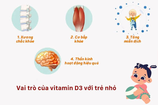 Canxi và K2 đảm nhiệm những vai trò khác nhau