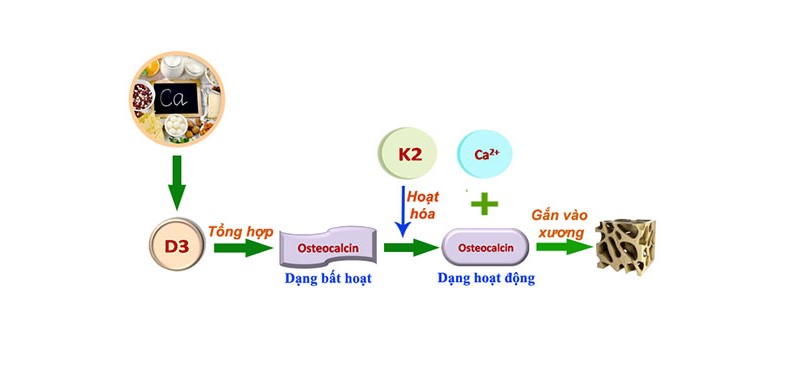  vitamin D3 có tác dụng kích thích nguyên bào xương sản xuất ra Osteocalcin, còn vitamin K2 sẽ kích hoạt Osteocalcin này từ dạng bất hoạt chuyển sang dạng hoạt động