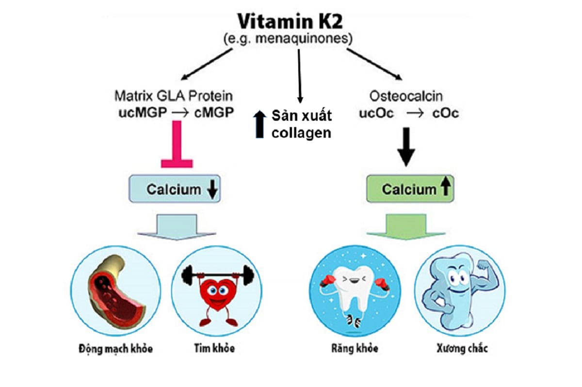 3 cơ chế của vitamin K2 với sức khỏe xương