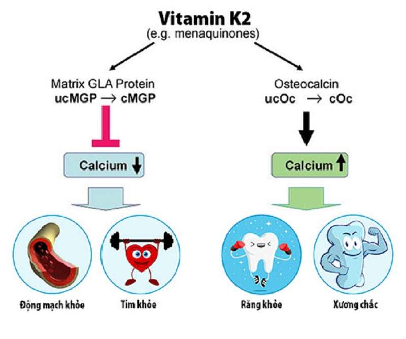 Vitamin K2 vi chất quan trọng đối với sức khỏe con người