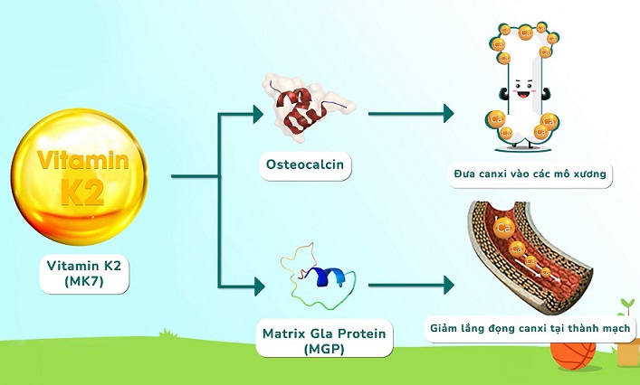 Vitamin K2 có vai trò gì đối với xương và canxi?